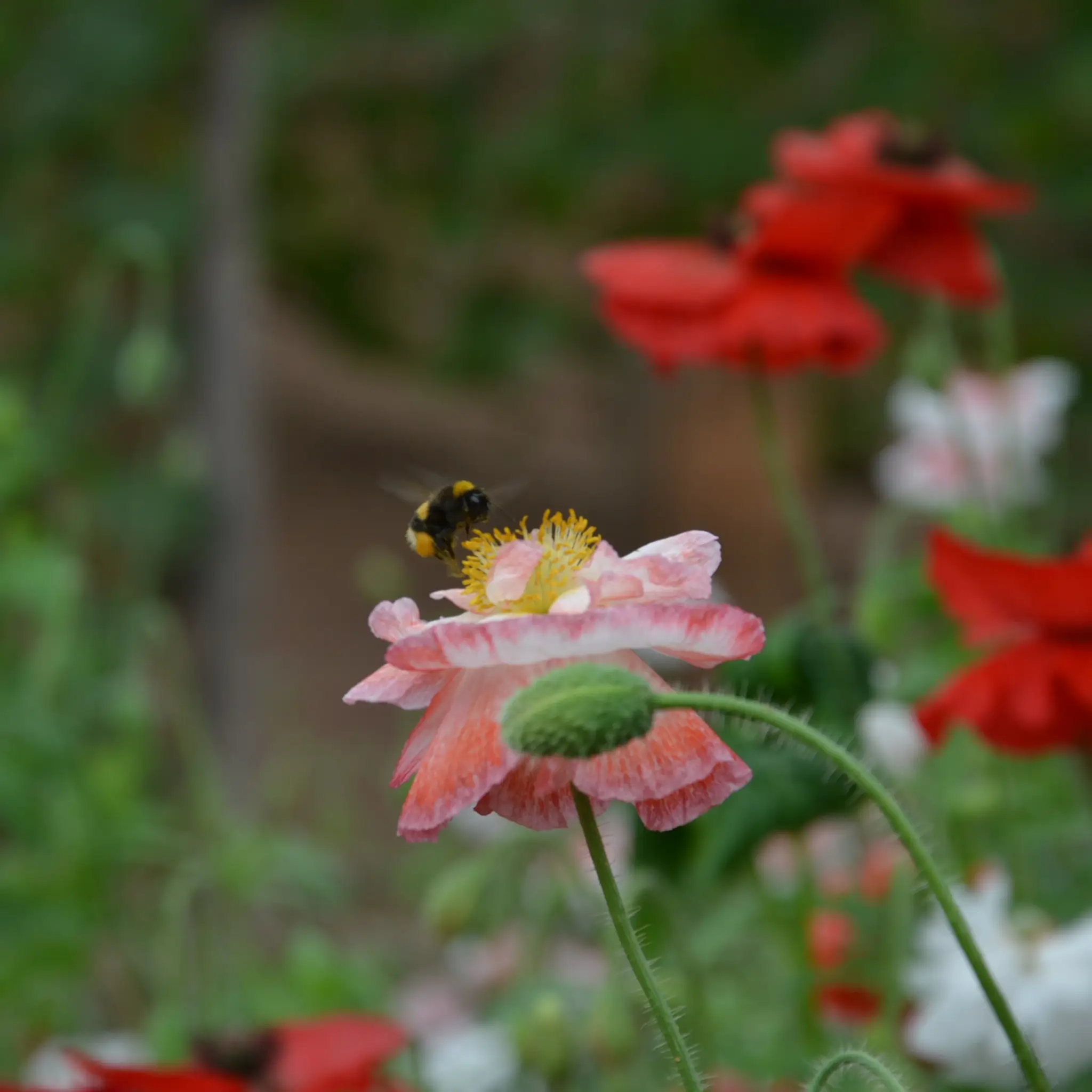 Hummel an einer rosa und roten Mohnblüte