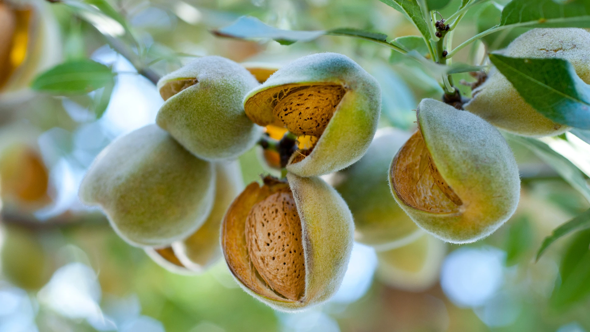 Nahaufnahme von Mandeln am Baum in Schale und aufgesprungener grüner Hülle